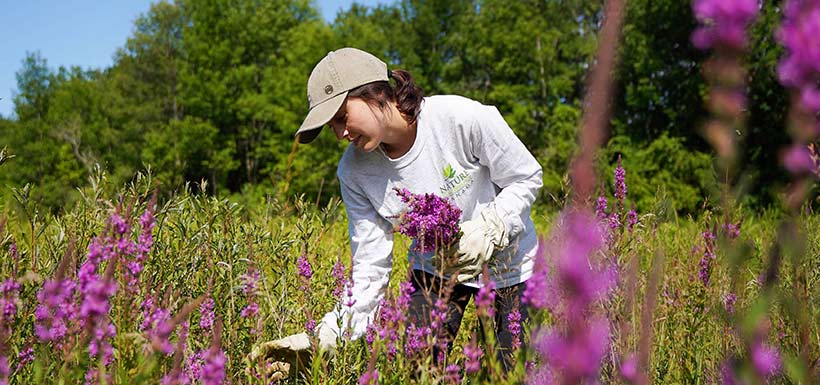 Nina Hunt picking a bouquet of invasive purple loosestrife flowers before they go to seed at Mary West Nature Reserve, Trent Hills, ON. (Photo by Chelsea Marcantonio/NCC staff)