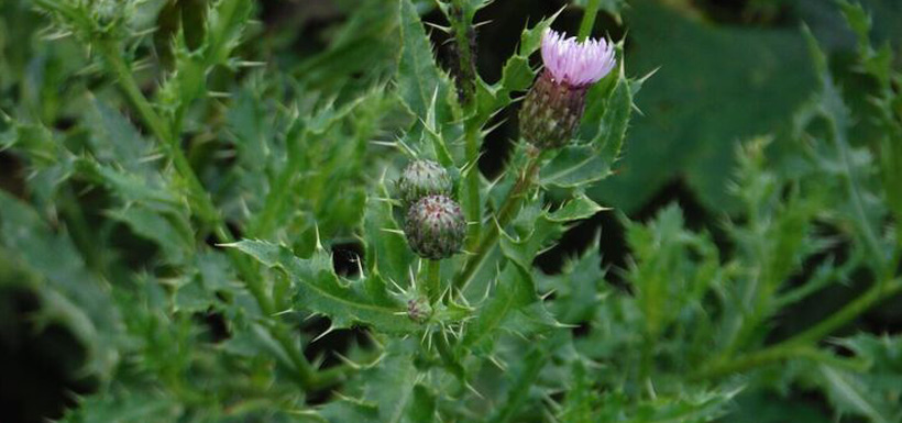 Canada thistle (Photo by NCC)