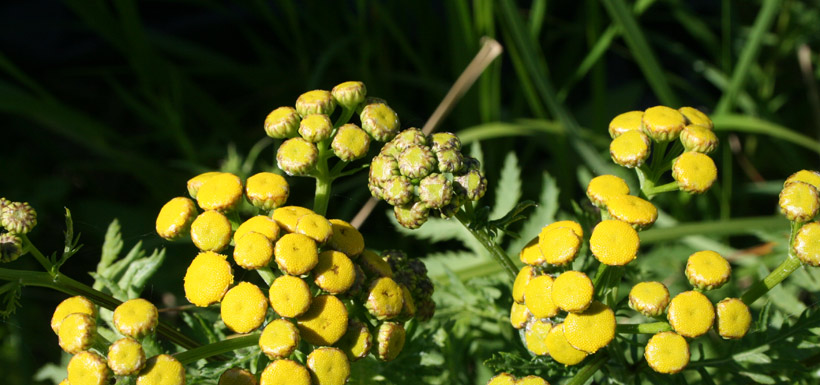 Common tansy (Photo by NCC)
