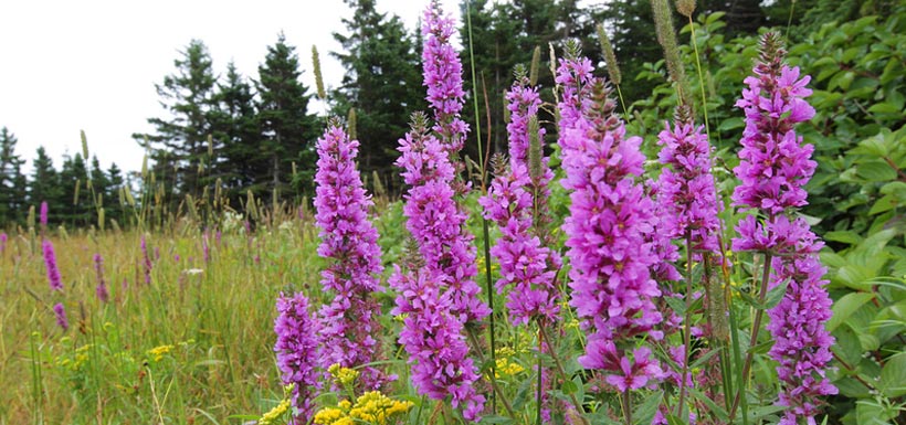 Purple loosestrife (Photo by Mike Dembeck)