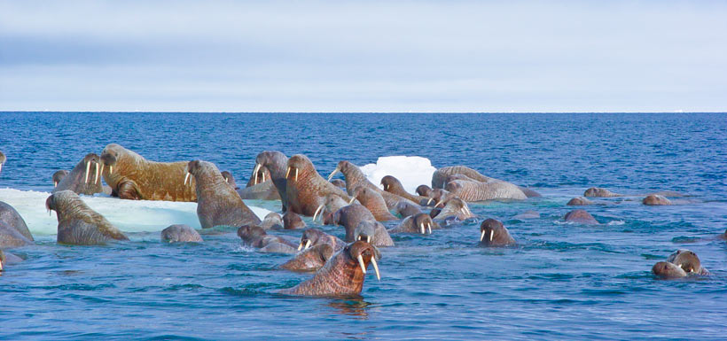 Walruses on ice floe (Photo by Mario Cyr)