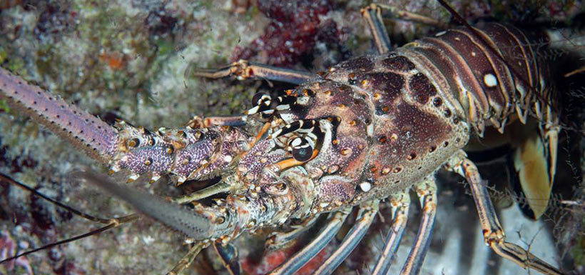 Spiny lobster (Photo by Mike Jacobs)