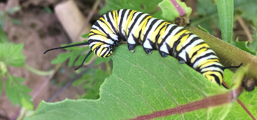 Monarch caterpillar feeding on common milkweed (Photo by Sam Knight/NCC staff)