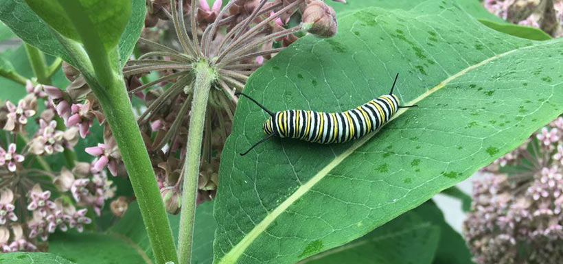 Monarch caterpillar (Photo by Sam Knight/NCC staff)