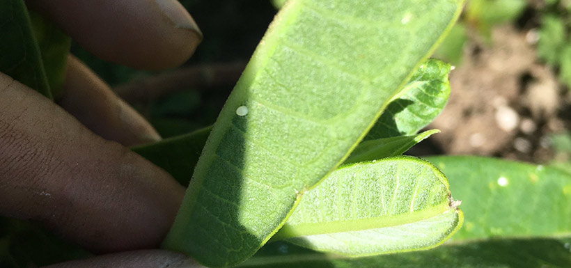 A monarch butterfly egg on a common milkweed leaf (Photo by Sam Knight/NCC staff)