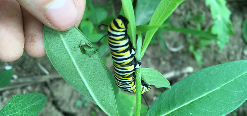Monarch caterpillars at different life stages (Photo by Sam Knight/NCC staff)