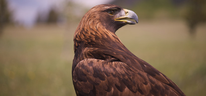 Golden eagle (Photo by NCC)