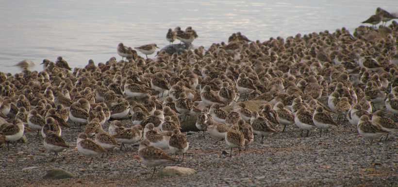 Semipalmated sandpipers, NS (Photo by Christine Gilroy)