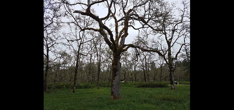 Garry oak on Vancouver Island (Photo by NCC)