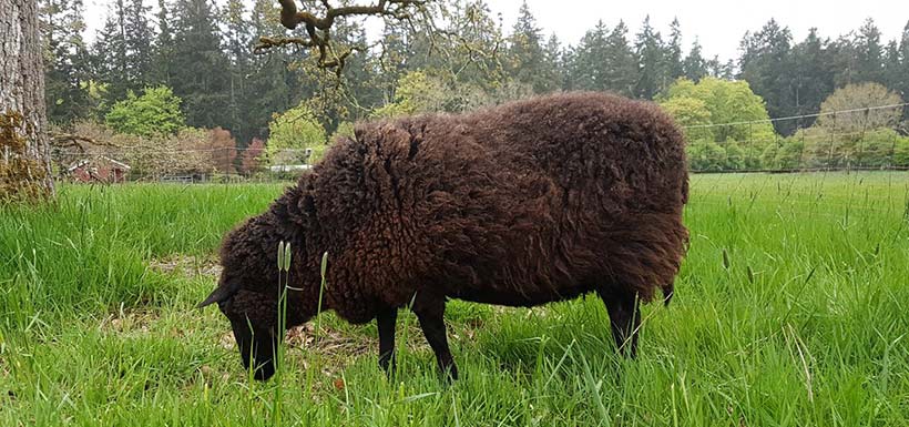 Sheep chomping on grass (Photo by NCC)