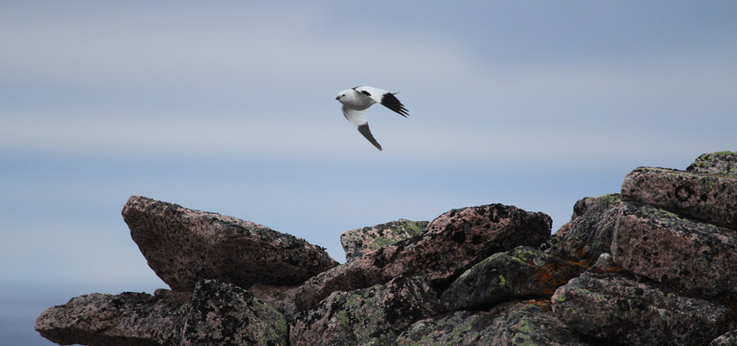 Male snow bunting in flight. (Photo by Jenna Cragg)