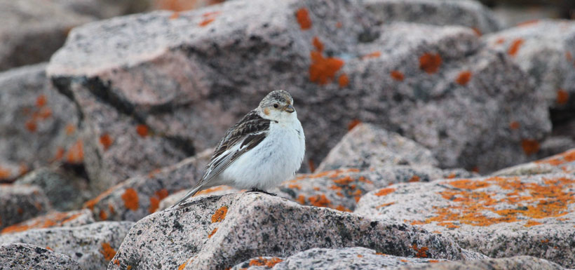 Female snow bunting. (Photo by Jenna Cragg)