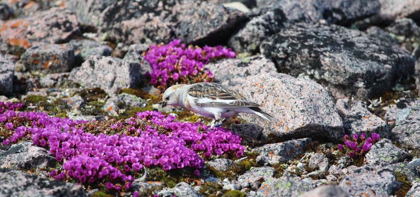 Male snow bunting still partly in winter plumage around purple saxifrage (provincial flower of Nunavut) blooming in the early summer. (Photo by Jenna Cragg)