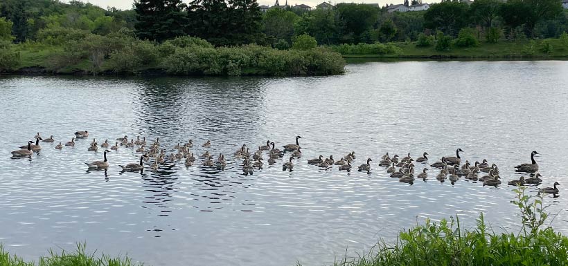 The pond is visited by many kinds of wildlife (Photo by Mariam Qureshi)