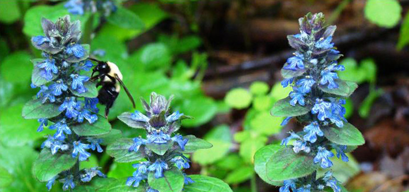 A busy bee, Happy Valley Forest, ON (Photo by NCC)