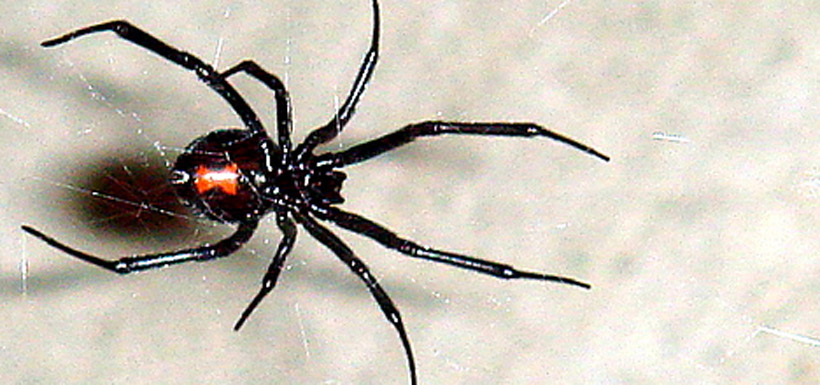 A female black widow spider (Photo via Wikimedia Commons)