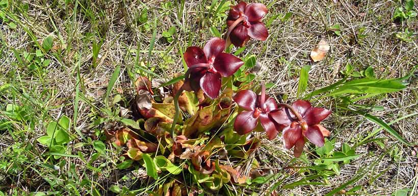 Pitcher plant, Ontario (Photo by NCC)