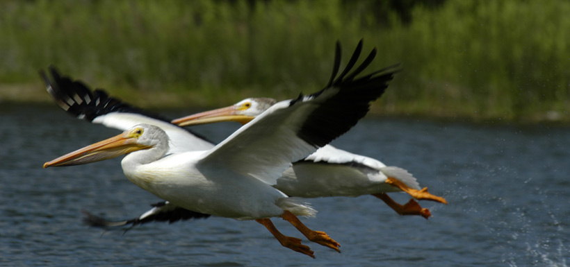 American white pelicans (Photo by Karol Dabbs)