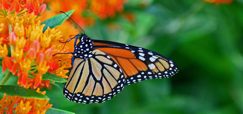 Monarch butterfly on milkweed (Photo by Dave Nelson)