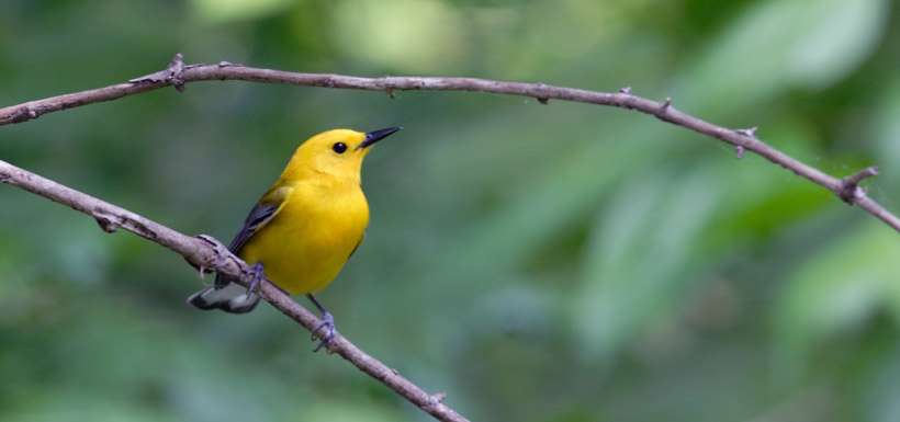Prothonotary warbler (Photo by Bill Hubick)