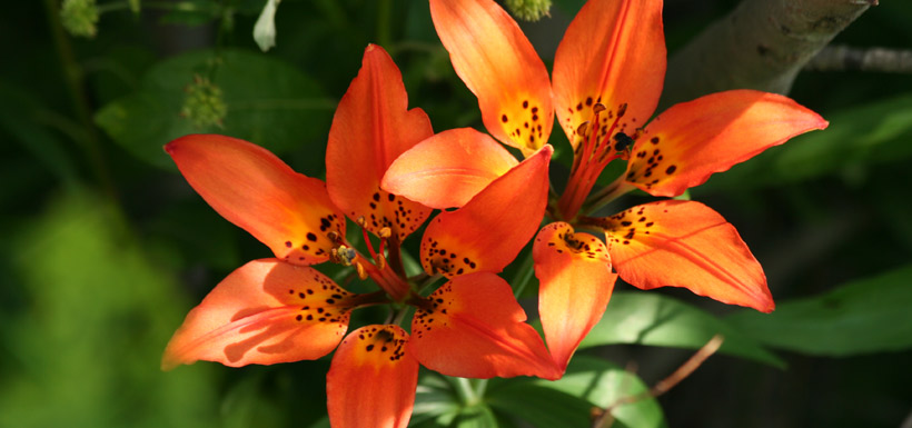 Wood lily (Photo by NCC)
