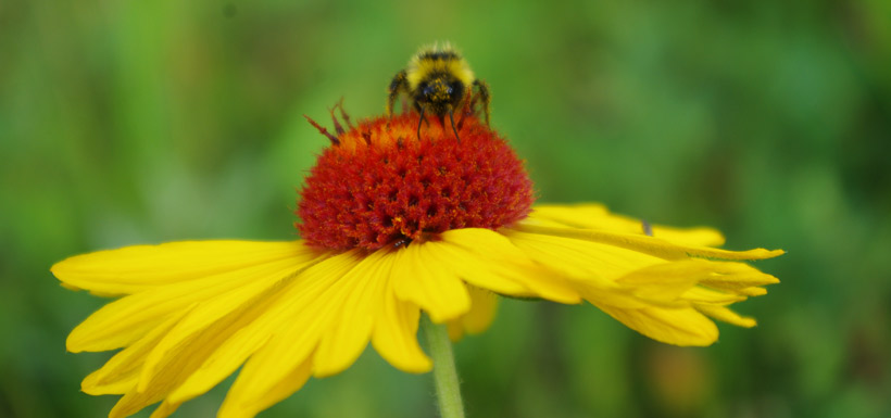 Bee on flower (Photo by NCC)
