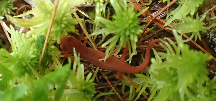 Red-spotted newt (Photo by NCC)