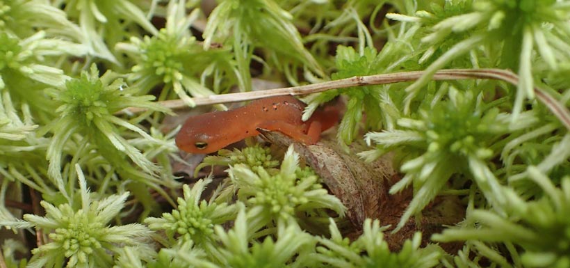 Red-spotted newt (Photo by NCC)