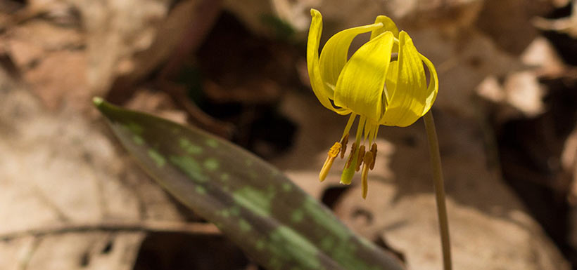 Trout lily (Photo by Nicole Evelyn Senyi)