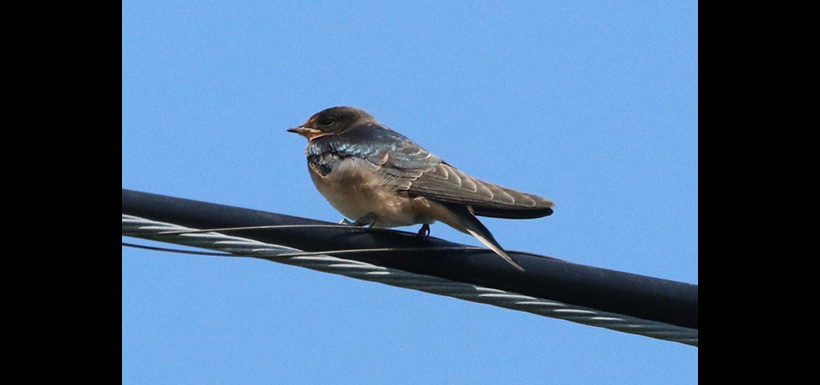 Barn swallow (Photo by scaup, CC BY 4.0)