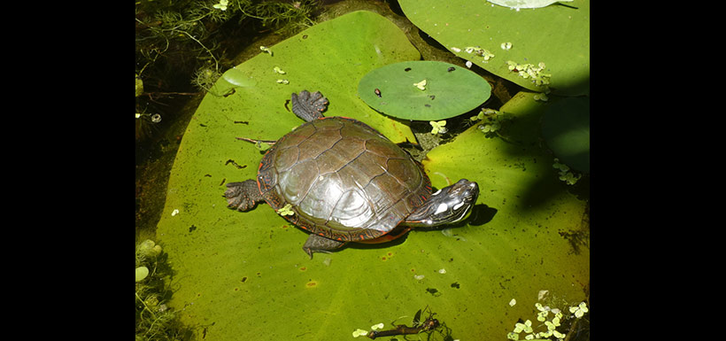 Midland painted turtle (Photo by mhalsted, CC BY-NC 4.0)