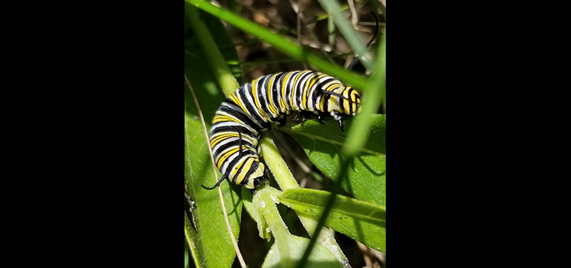 Monarch butterfly caterpillar (Photo by pec_c515, CC BY-NC 4.0)