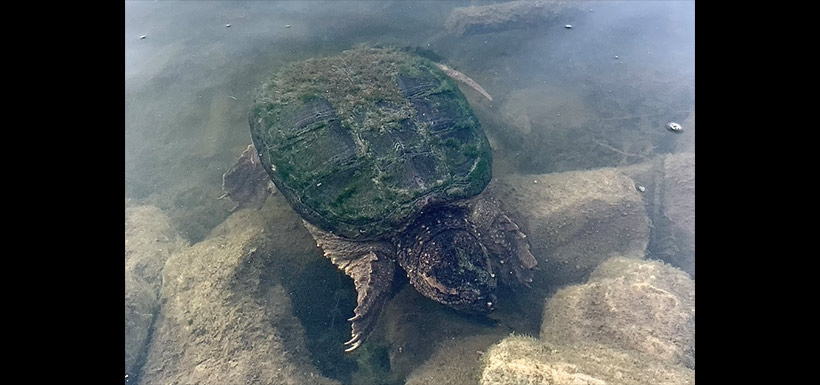 Common snapping turtle (Photo by samuelrgk, CC BY-NC 4.0)