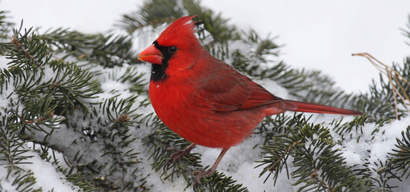 Northern cardinal (Photo by Steve Byland)