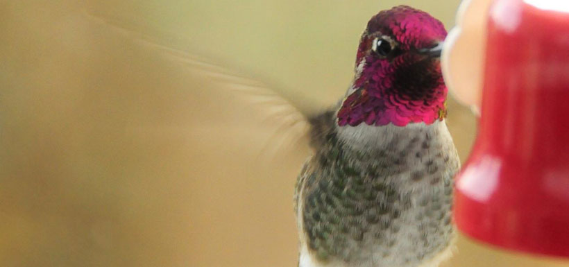 Anna's hummingbird (Photo by Lulu Chris-Jansen)