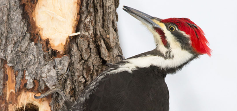 Pileated woodpecker (Photo by Shelley Ball)