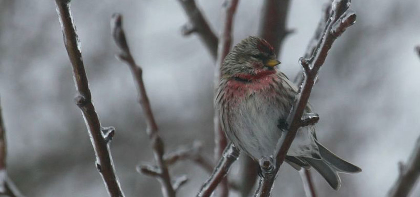 Redpoll in winter, NS (Photo by Kelly Clements)