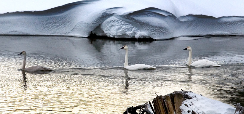 Trumpeter swans gliding past a snowbank, BC (Photo by Thomas Drasdauskis)