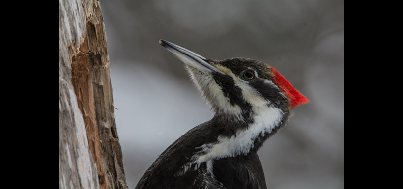 Pileated woodpecker female. (Photo by Claire Elliott)
