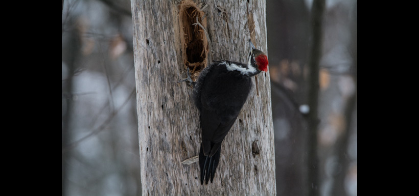 Pileated woodpecker with reinforced retrices (tail feathers). (Photo by Claire Elliott)