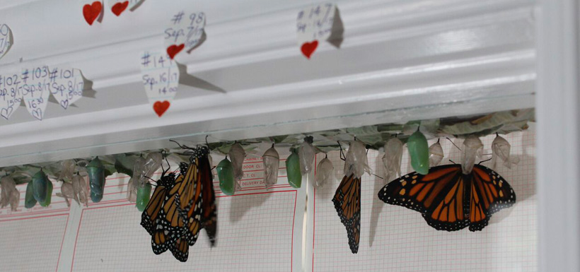 Stickers are used to make the pupation date of each cocoon, keeping track of how long it takes for them transform into butterflies. (Photo by NCC)