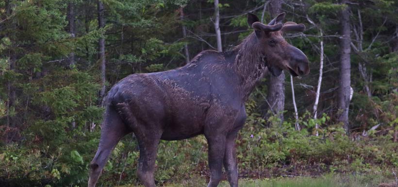 Moose (Photo by Mike Dembeck)