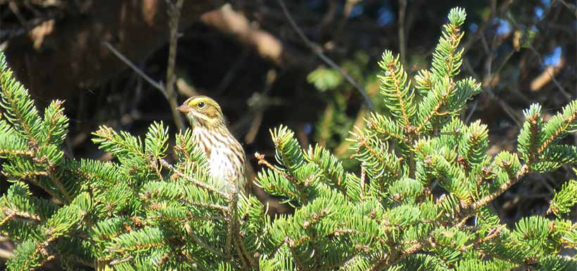 A bird observed by a volunteer during the Codroy Valley bird survey event (Photo by NCC)