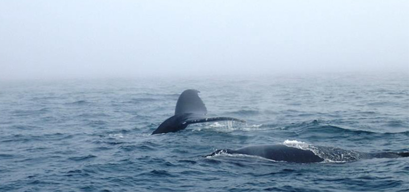 Many of us took in whale watching at day's end. (Photo by NCC)
