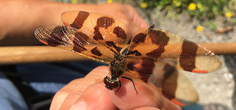 Halloween pennant, Carden Alvar dragonfly count, ON (Photo by NCC)