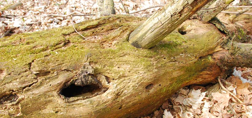 A fallen tree provides a great array of microhabitats (Photo by NCC)
