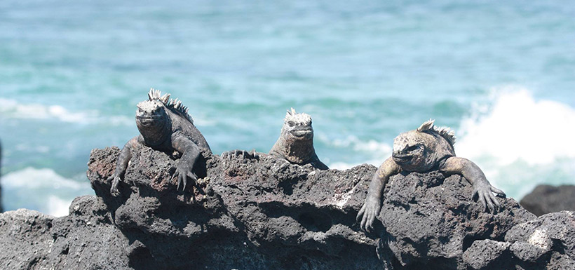 Marine iguanas (Photo by Jeff Verberne)