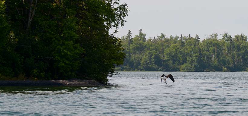 Eagle catches fish, Powder Islands, Thunder Bay, ON (Photo by Alan Auld)