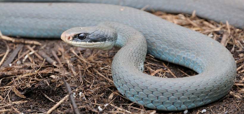 In Canada, the blue racer is only found on Pelee Island (Photo by Ron Gould/OMNR)