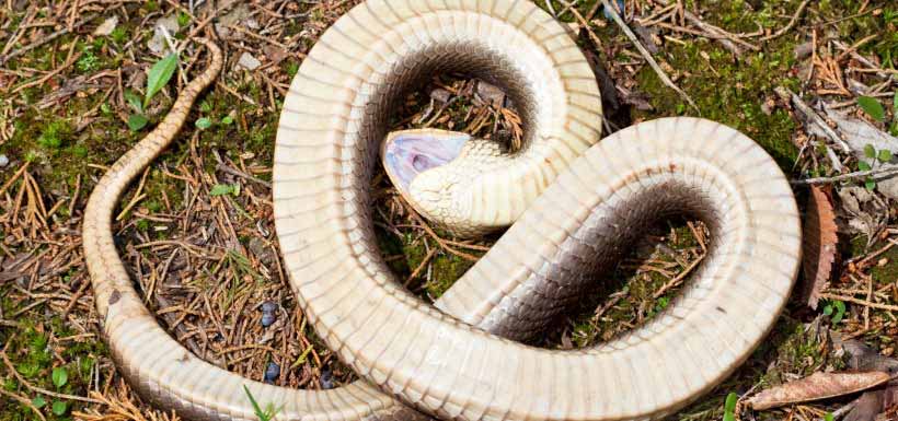 The eastern hog-nosed snake even goes so far as to play dead when threatened, putting on a whole show of writhing before rolling over (Photo by Natalie McNear)